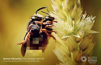 BEES - Reclame