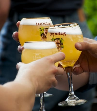 Refonte du site web de la Brasserie Lupulus - Référencement naturel