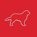 Wild Dog Design