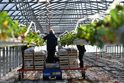 Une campagne RP de soutien aux producteurs de fraises françaises - Public Relations (PR)