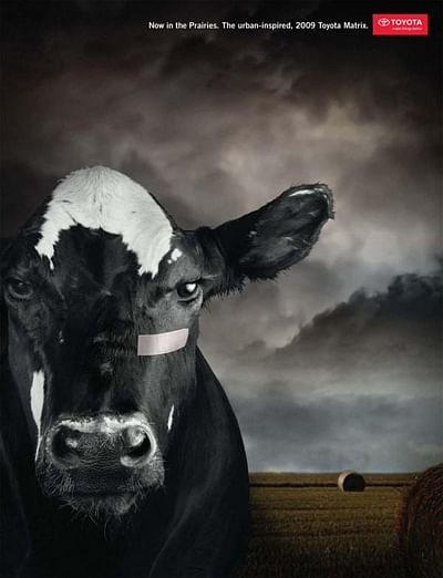 Cow (Bull) - Advertising