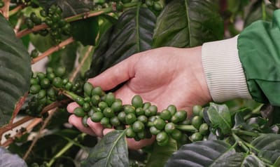 Tropic: Evolving Agriculture - Photography