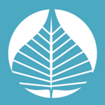 Bodhi Web