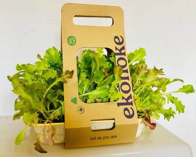 Creación de la marca ekonoke - Branding y posicionamiento de marca