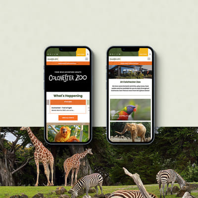 More Immersive, Mobile-first Design & Build - Website Creation