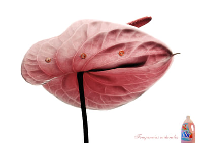 Flor. Fragancias Naturales - Publicité