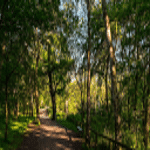 5G Connected Forest