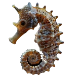 Seohorse