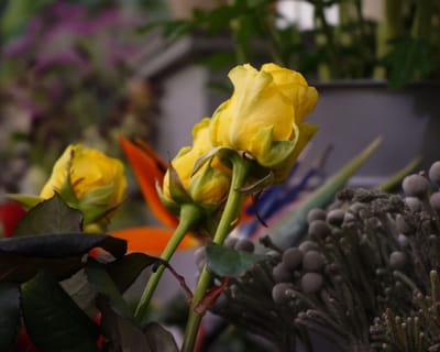 Photos au Bouton d'Or - Fotografie