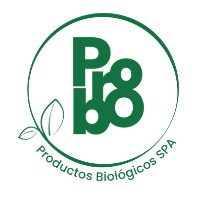 Branding y web Site de PROBO - Creación de Sitios Web