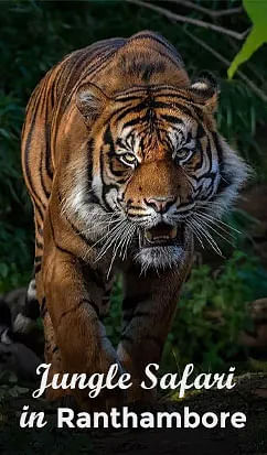 Tiger Safari Ranthambore | Holiday & Tour Packages - Evénementiel