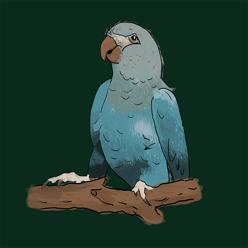 Spixara