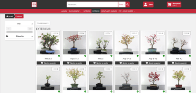 Bonsaï Oki - Grossiste en bonsaï - E-commerce