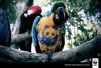 Arara - Advertising