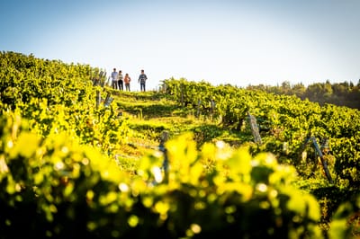 COMITÉ INTERPROFESSIONNEL DES VINS DU JURA : Relations presse - Öffentlichkeitsarbeit (PR)