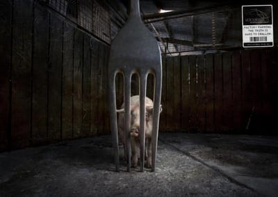 PIG - Advertising
