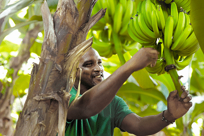 Ugpban | Banane de Guadeloupe & Martinique