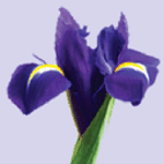 Iris B Branding & Communications logo