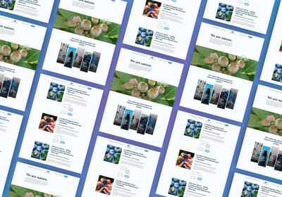 E-commerce Website Revamp For Dealul cu Afine - E-commerce