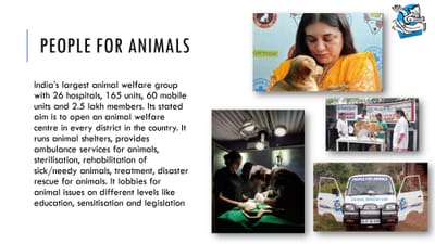 People For Animals - Ontwerp