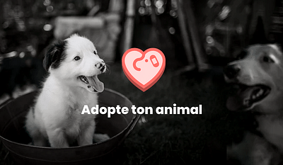 Plateforme Adopte ton animal - Création de site internet