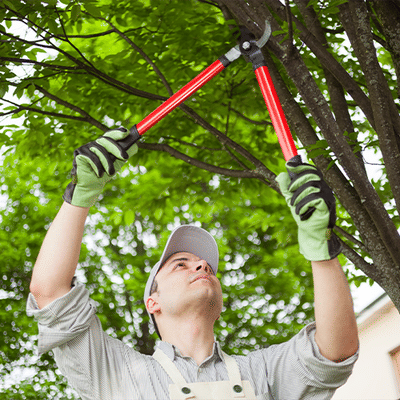 Mastering Digital For A Tree Surgery Company - Advertising