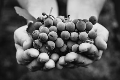 Branding für das Weingut Gurks Vinum - Markenbildung & Positionierung