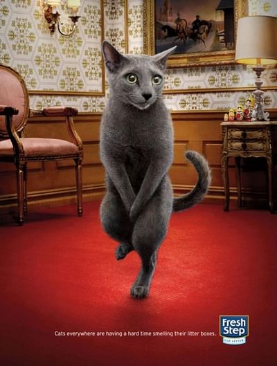 Cross-legged cat - Publicité