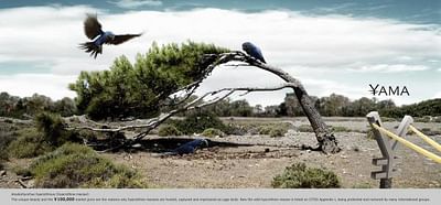 Hyacinthine macaw - Advertising