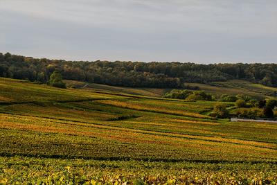 Refonte du site des Vins de Champagne - Content Strategy