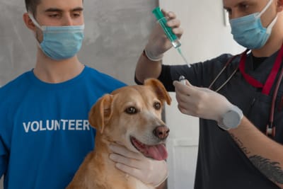 A portal for pet-service providers - Graphic Design
