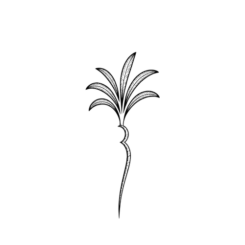 Palm Three