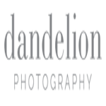 Dandelion Photography