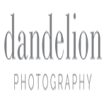 Dandelion Photography