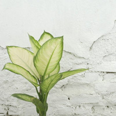 Whitewall Marketing