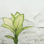 Whitewall Marketing logo