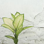 Whitewall Marketing