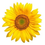 Flowering Design