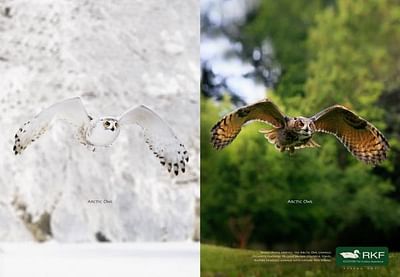 Arctic owl - Publicidad