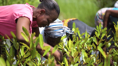 CO2 Logic Benin - Content Strategy