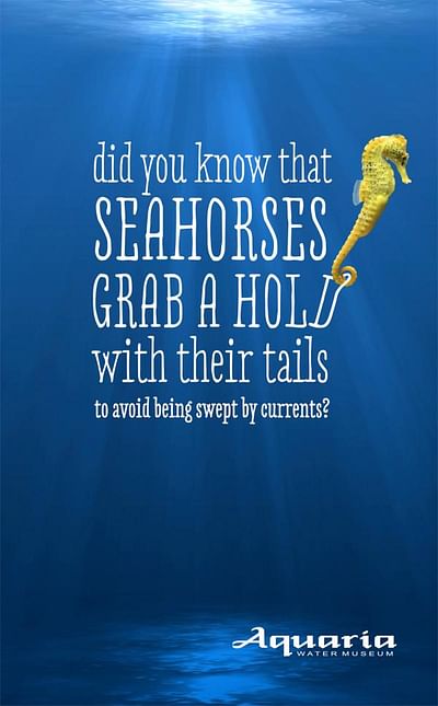 Wet facts, Seahorse - Advertising
