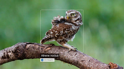 Vogels beschermen met herkenningstechnologie - Applicazione web