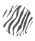 Crossing Zebra