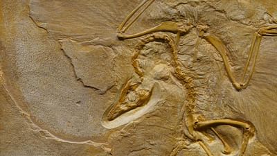 Deutsche Archäologische Institut (DAI) - Datenberatung