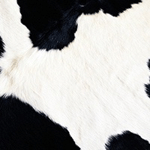 Fat Cow Media