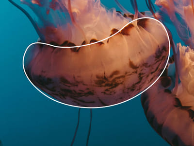 Chloe Blue - Passport To The Ocean - Brand Identity - Image de marque & branding