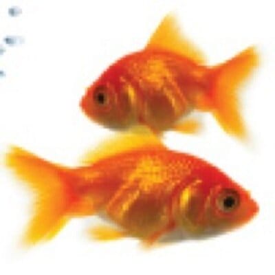 TOAN Marketing and Communications