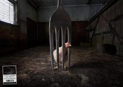 CHICKEN - Advertising