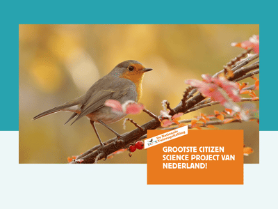 Tuinvogeltelling: grootste Citizen Science Project - Website Creatie