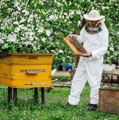 Save Bee - Création de site internet